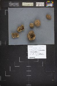 Gastropila fumosa image