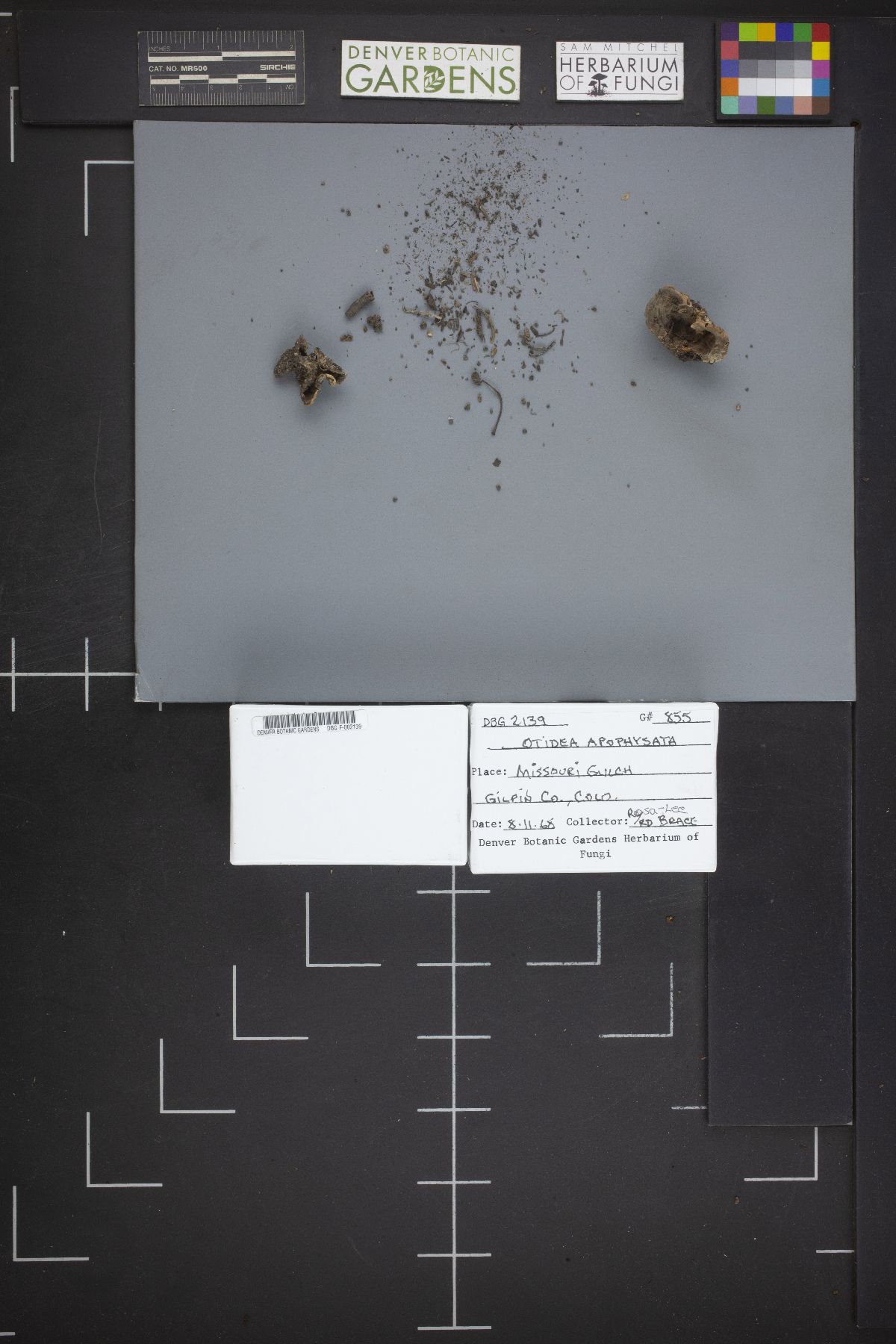 Otidea apophysata image
