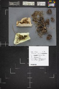 Gymnosporangium macropus image