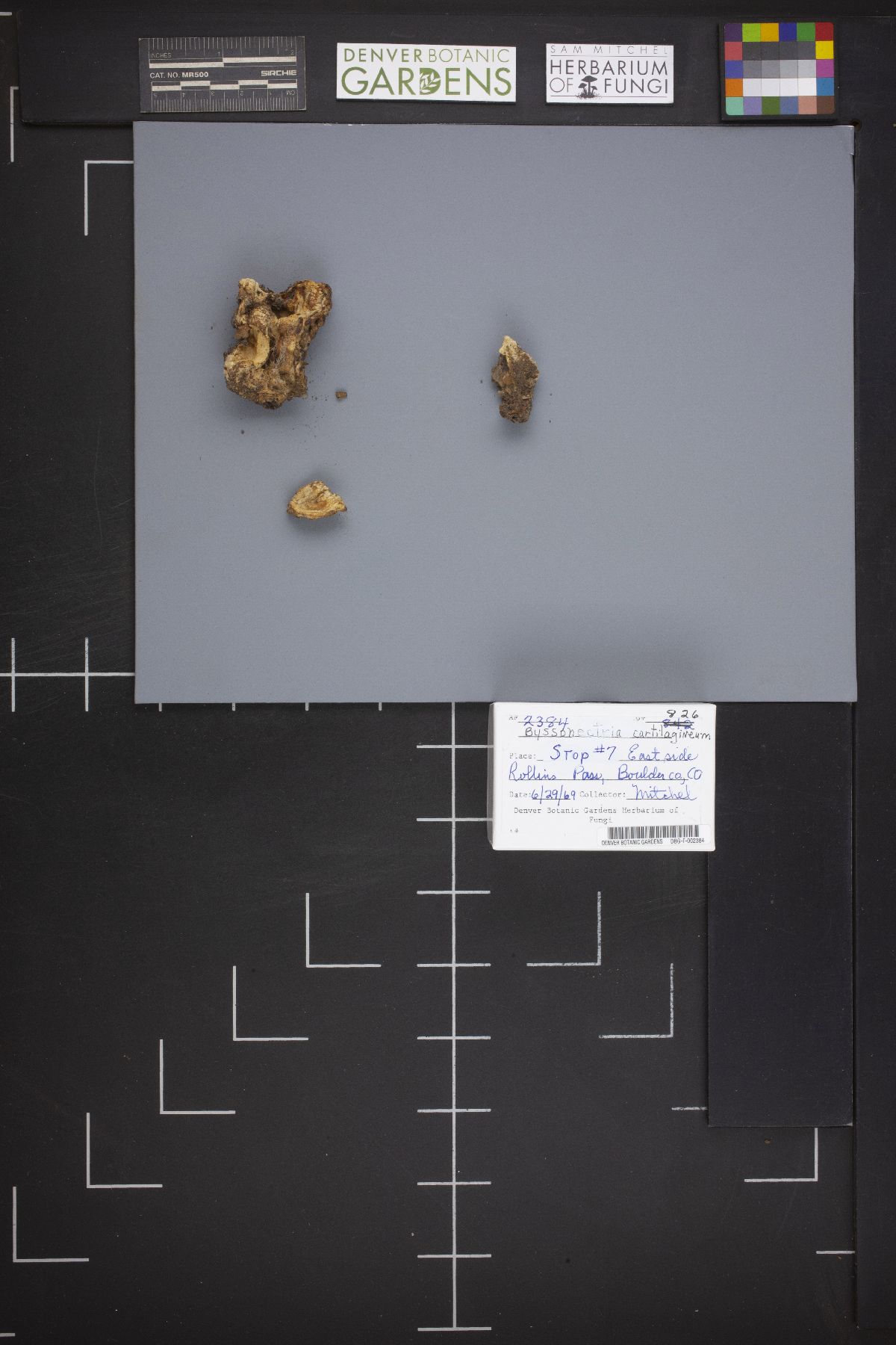Byssonectria image
