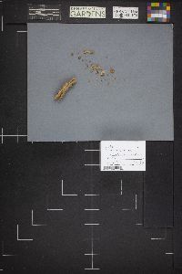 Guepiniopsis alpina image