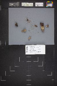 Gyromitra infula image