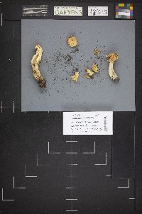 Helvella crispa image