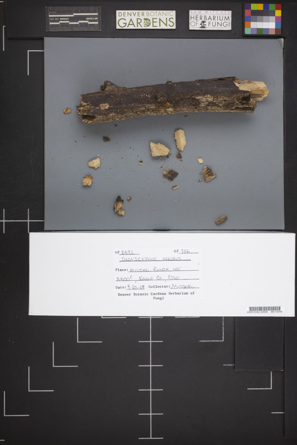 Neodasyscypha image
