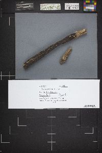 Rutstroemia bolaris image