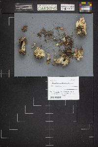 Helvella lacunosa image