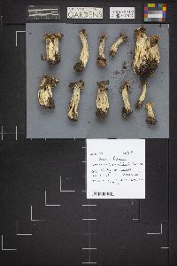 Helvella fusca image