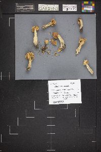 Helvella crispa image