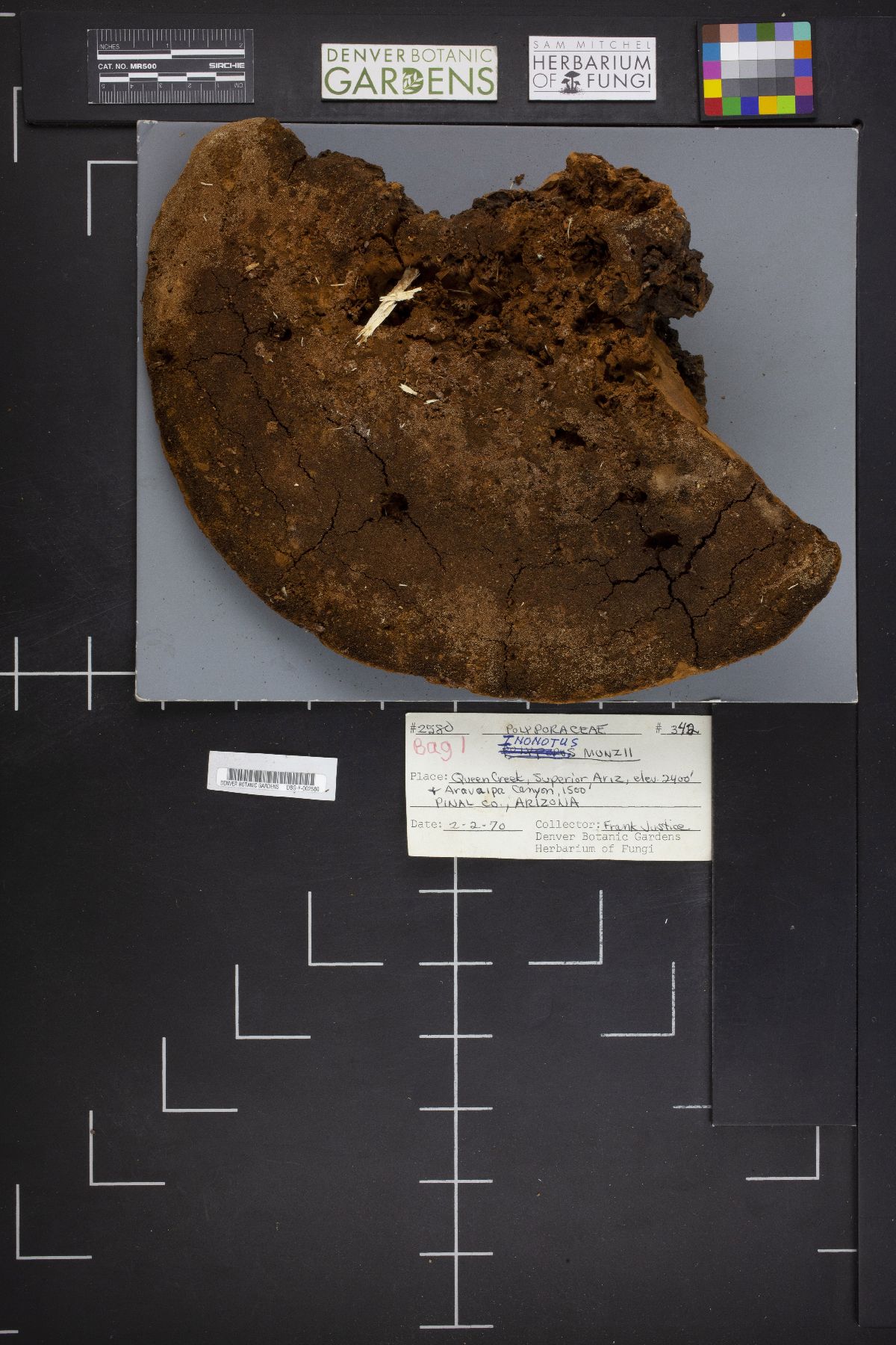 Inonotus munzii image