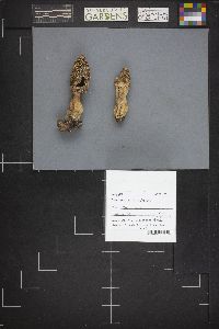 Morchella esculentoides image