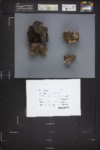 Gyromitra gigas image