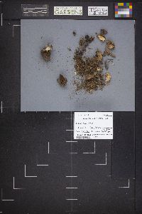 Gyromitra melaleucoides image