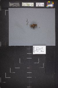 Peziza repanda image