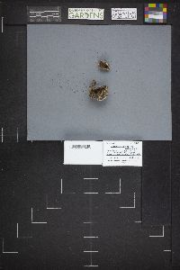 Sarcosphaera coronaria image