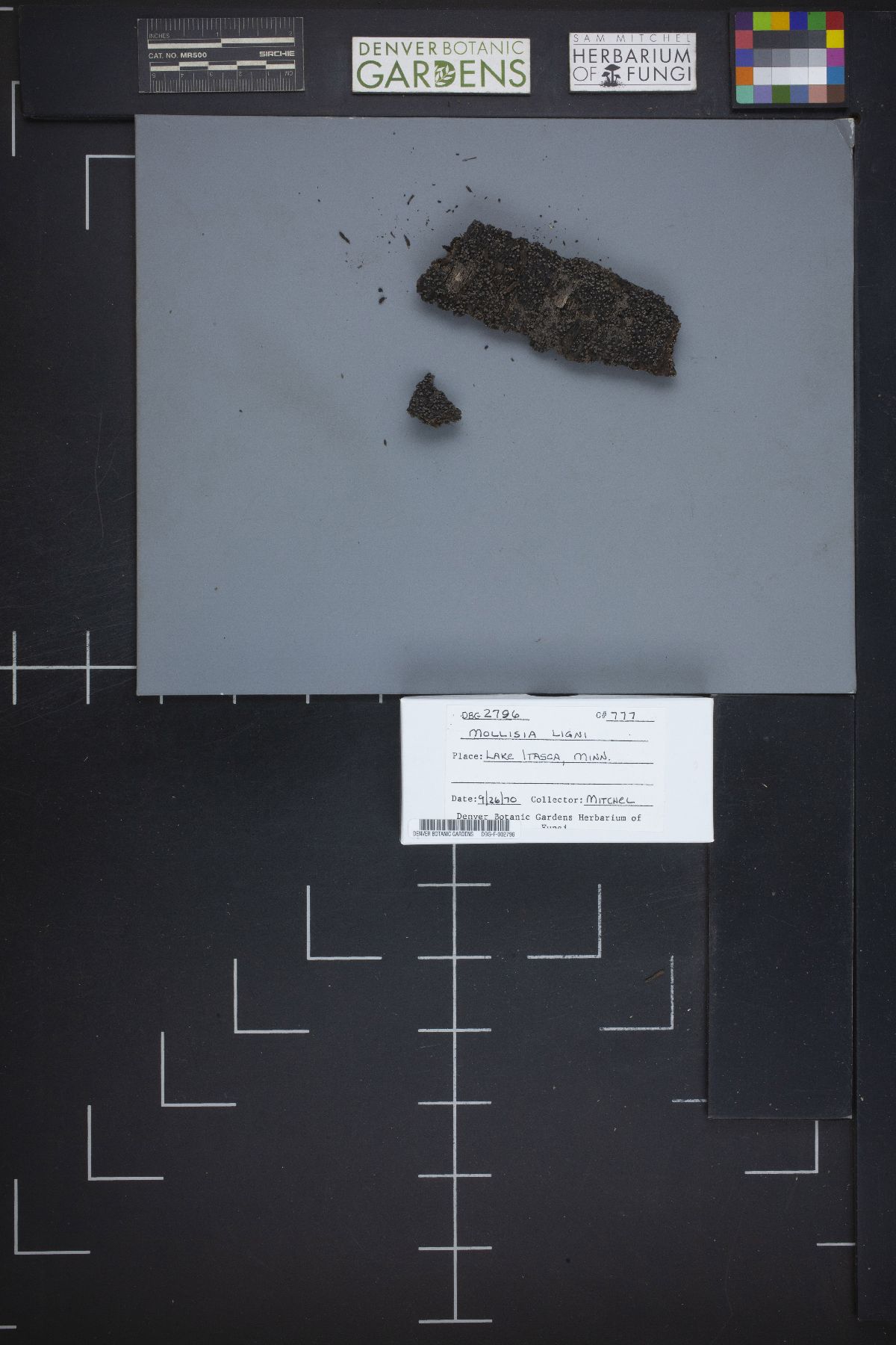Mollisia ligni image