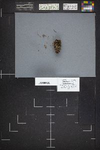 Helotium nyssicola image