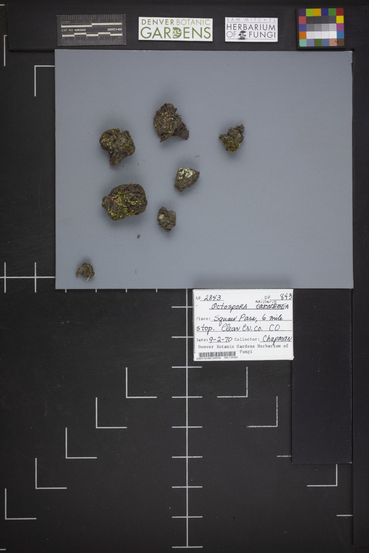 Octospora axillaris image
