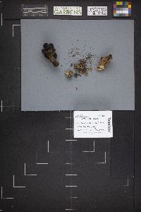 Gyromitra infula image