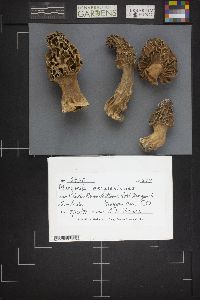 Morchella esculentoides image