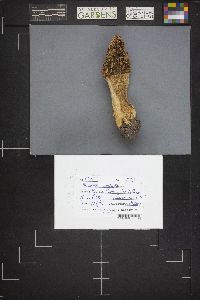 Morchella esculentoides image