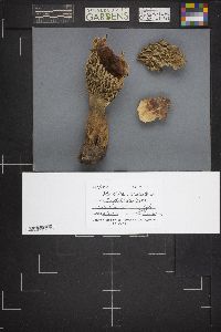 Morchella esculentoides image