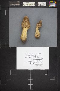 Morchella esculentoides image