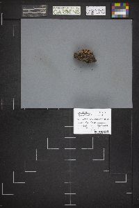 Caloscypha fulgens image
