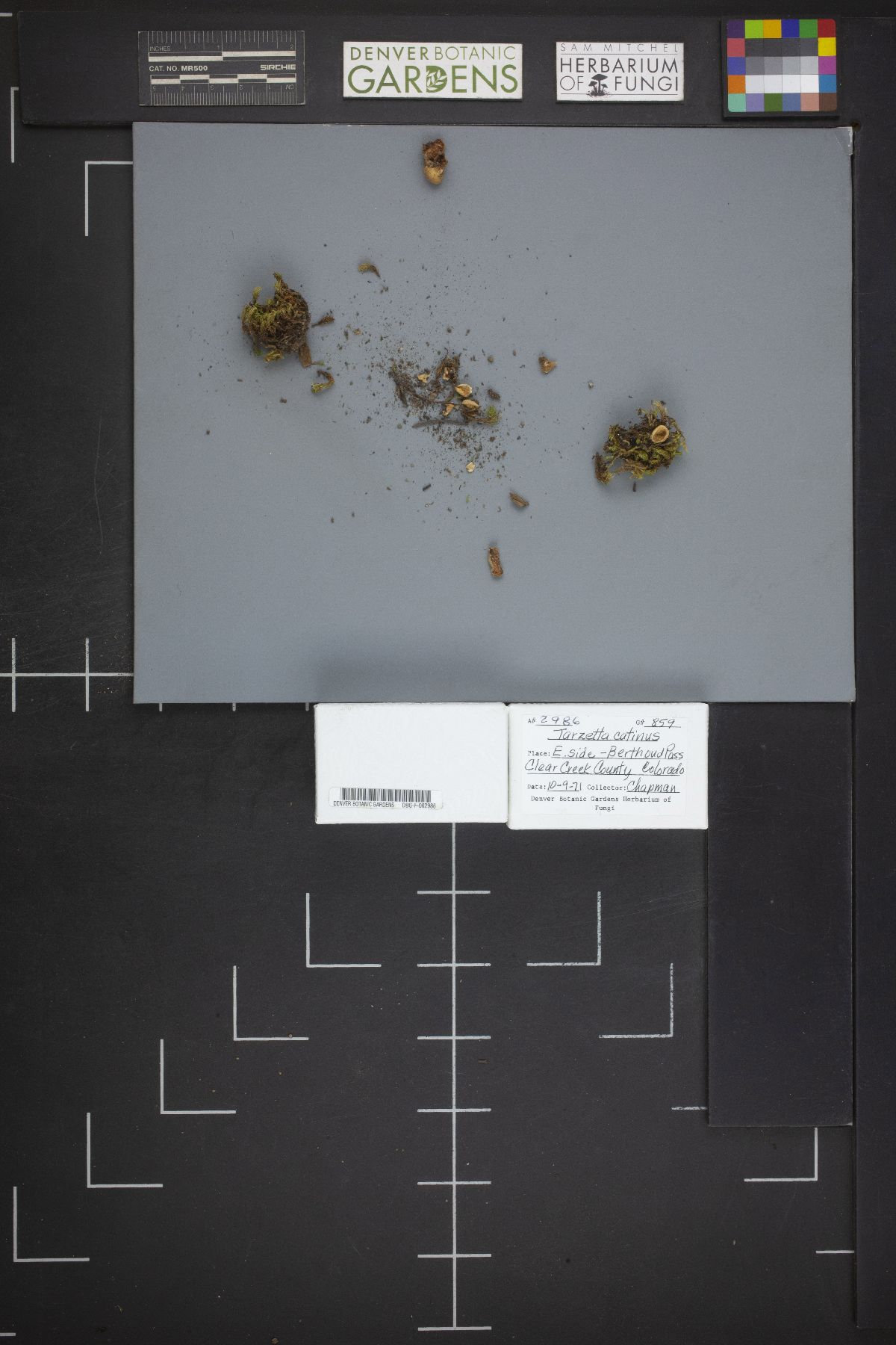 Tarzetta catinus image