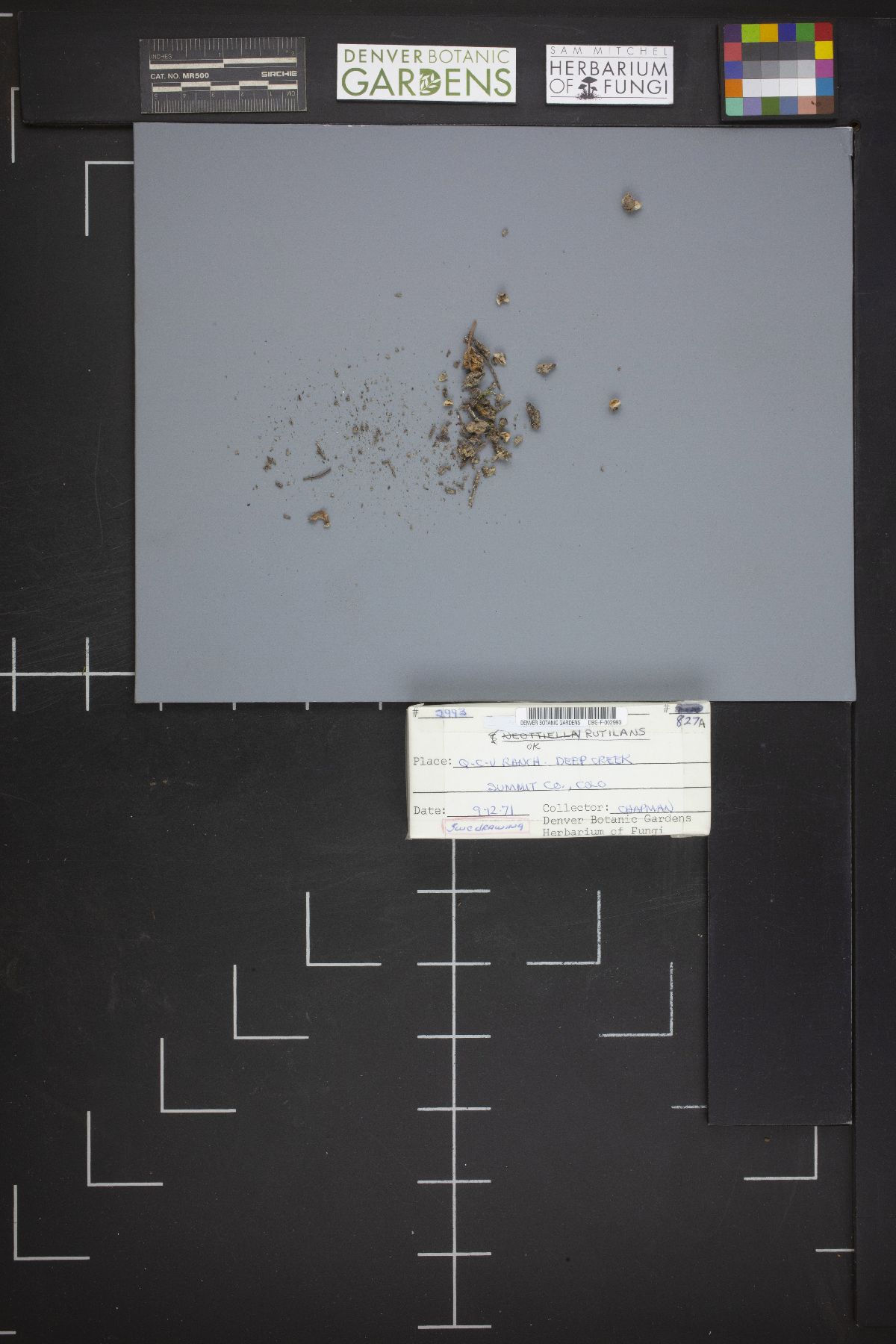 Neottiella rutilans image