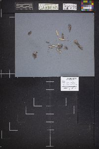Dasyscyphus populicola image