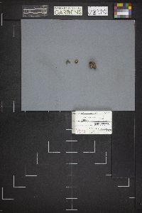 Caloscypha fulgens image