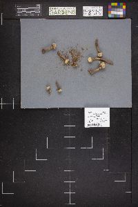 Tulostoma simulans image