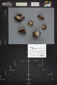 Geastrum triplex image