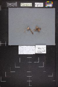 Tulostoma simulans image