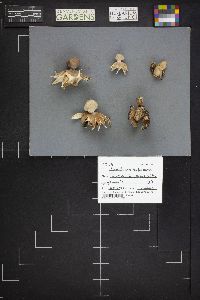 Geastrum rufescens image