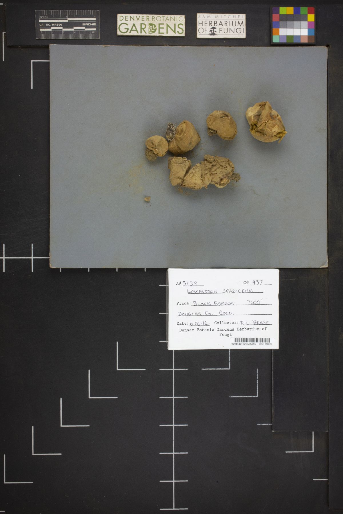 Lycoperdon spadiceum image