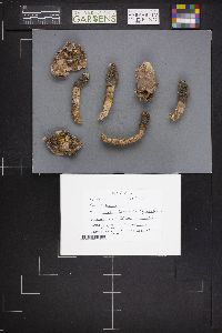 Phallus impudicus var. impudicus image