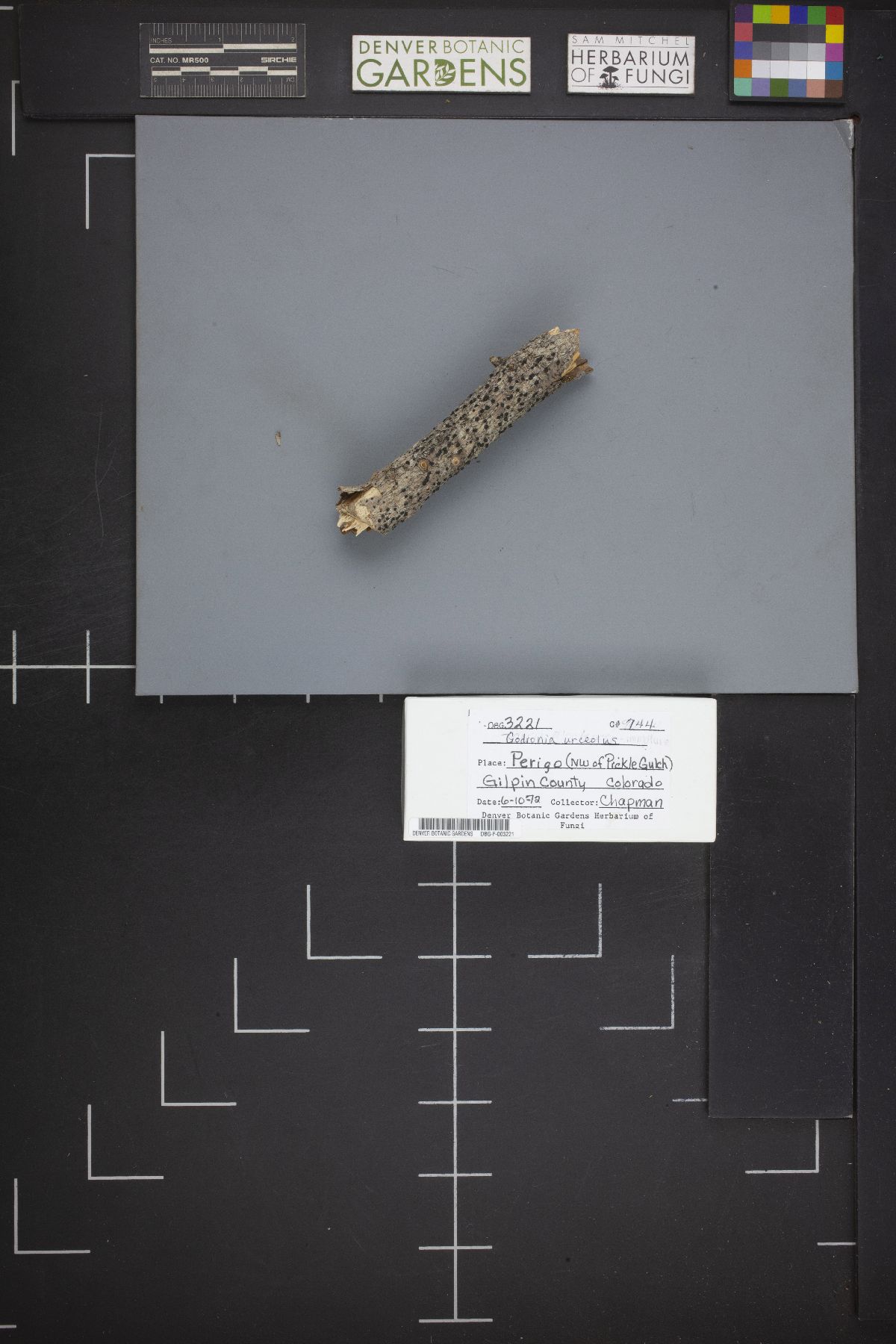 Corniculariella urceola image