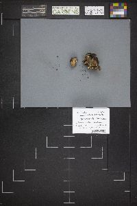 Caloscypha fulgens image