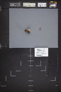 Gyromitra infula image