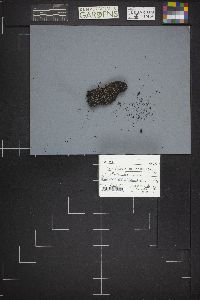 Sclerencoelia pruinosa image