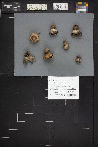 Geastrum rufescens image