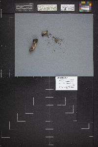 Helvella lacunosa image