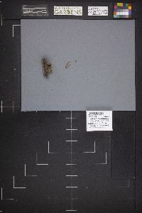Peziza repanda image