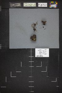 Peziza badia image