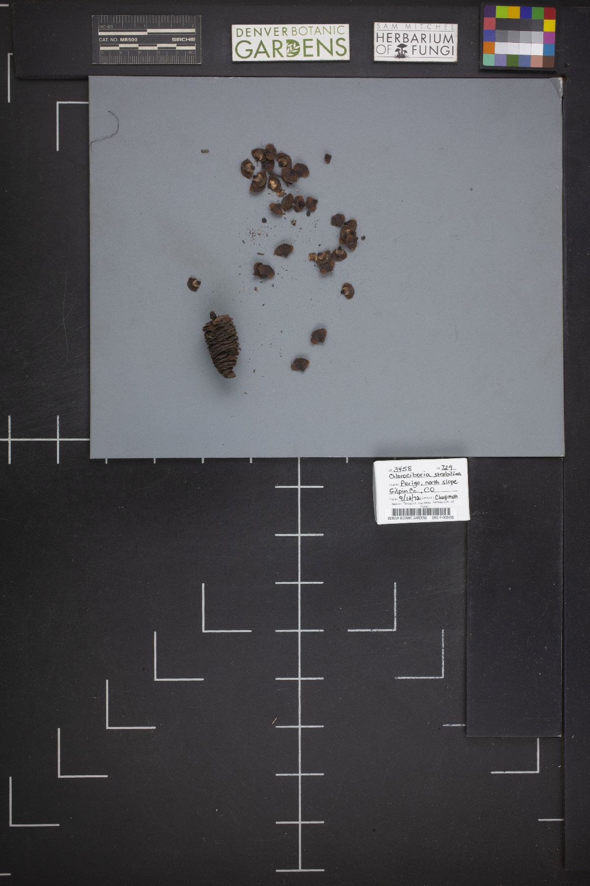 Chlorociboria strobilina image