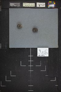 Bovista plumbea image