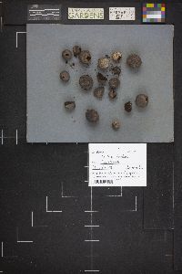 Bovista plumbea image