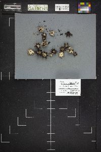 Geastrum corollinum image