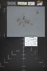 Disciseda candida image